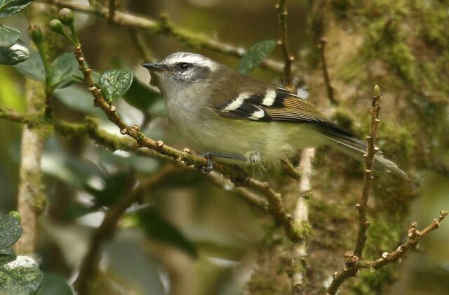 White-banded Tyrannulet