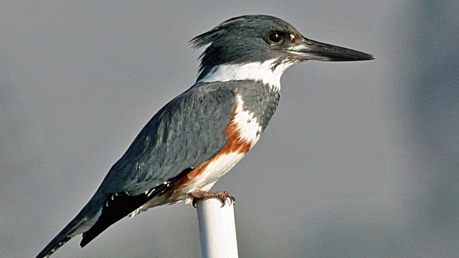 Belted Kingfisher