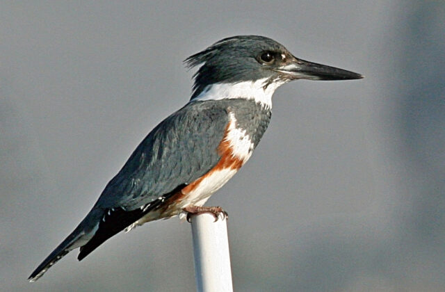 Belted Kingfisher