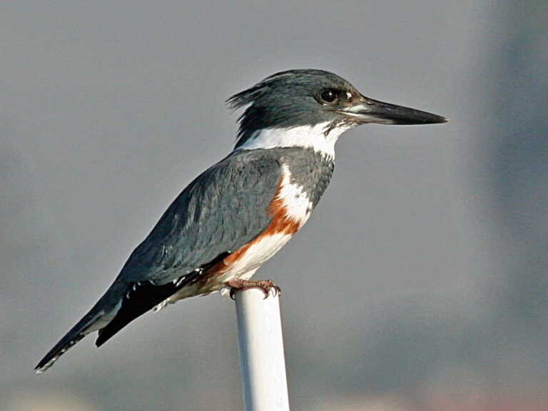 Belted Kingfisher