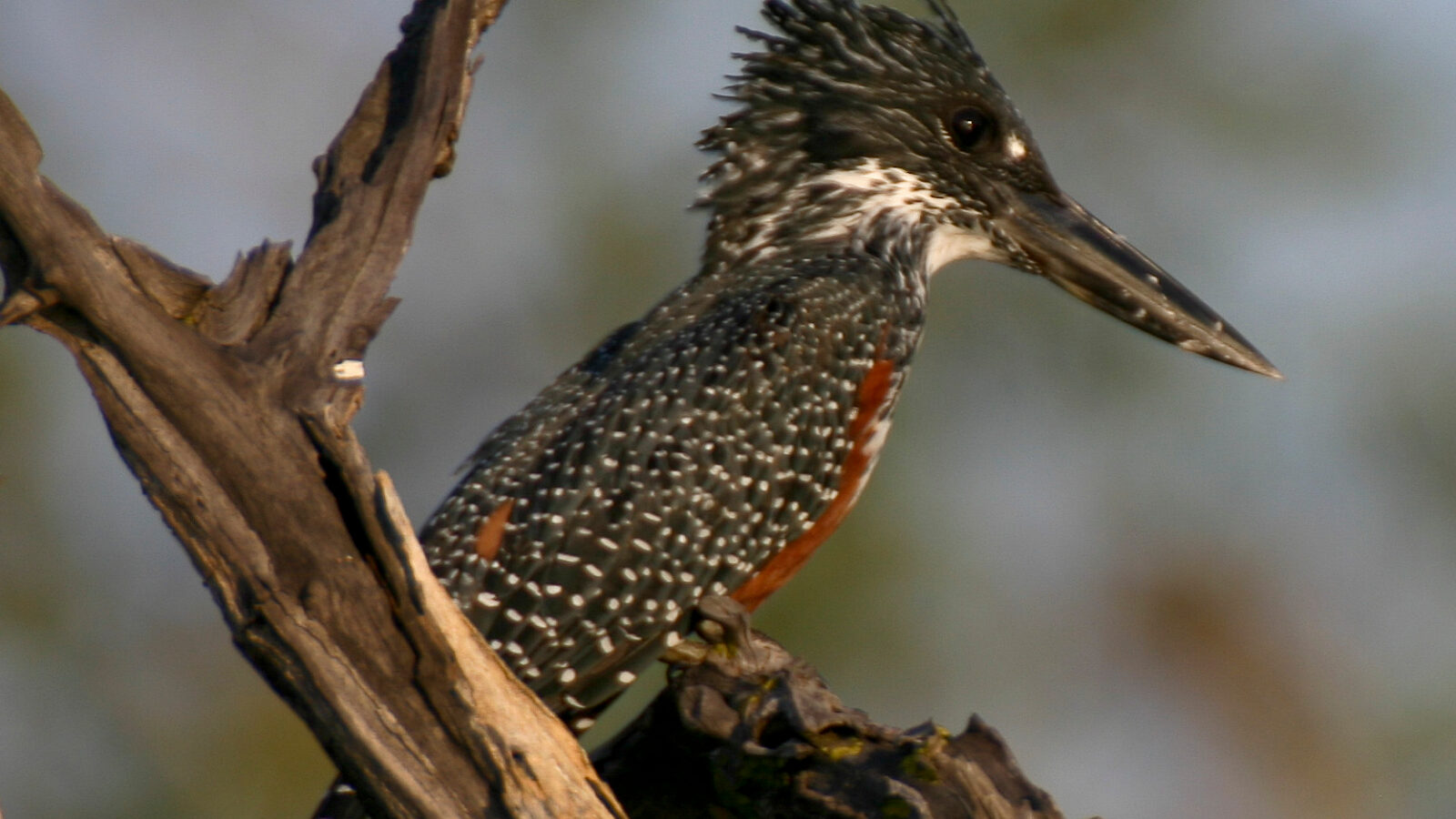 Giant Kingfisher