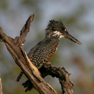 Giant Kingfisher