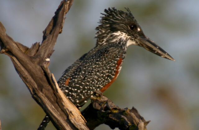 Giant Kingfisher