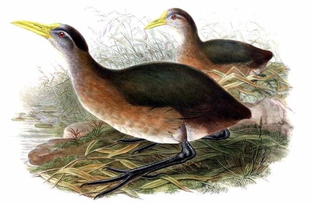 New Guinea Flightless Rail