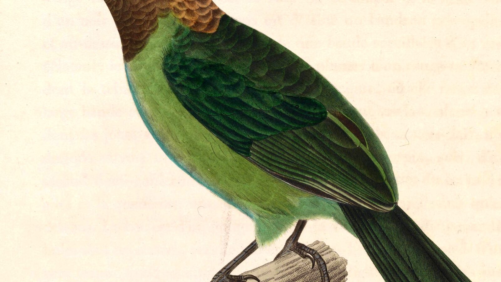 Brown-throated Barbet