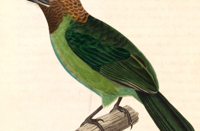 Brown-throated Barbet