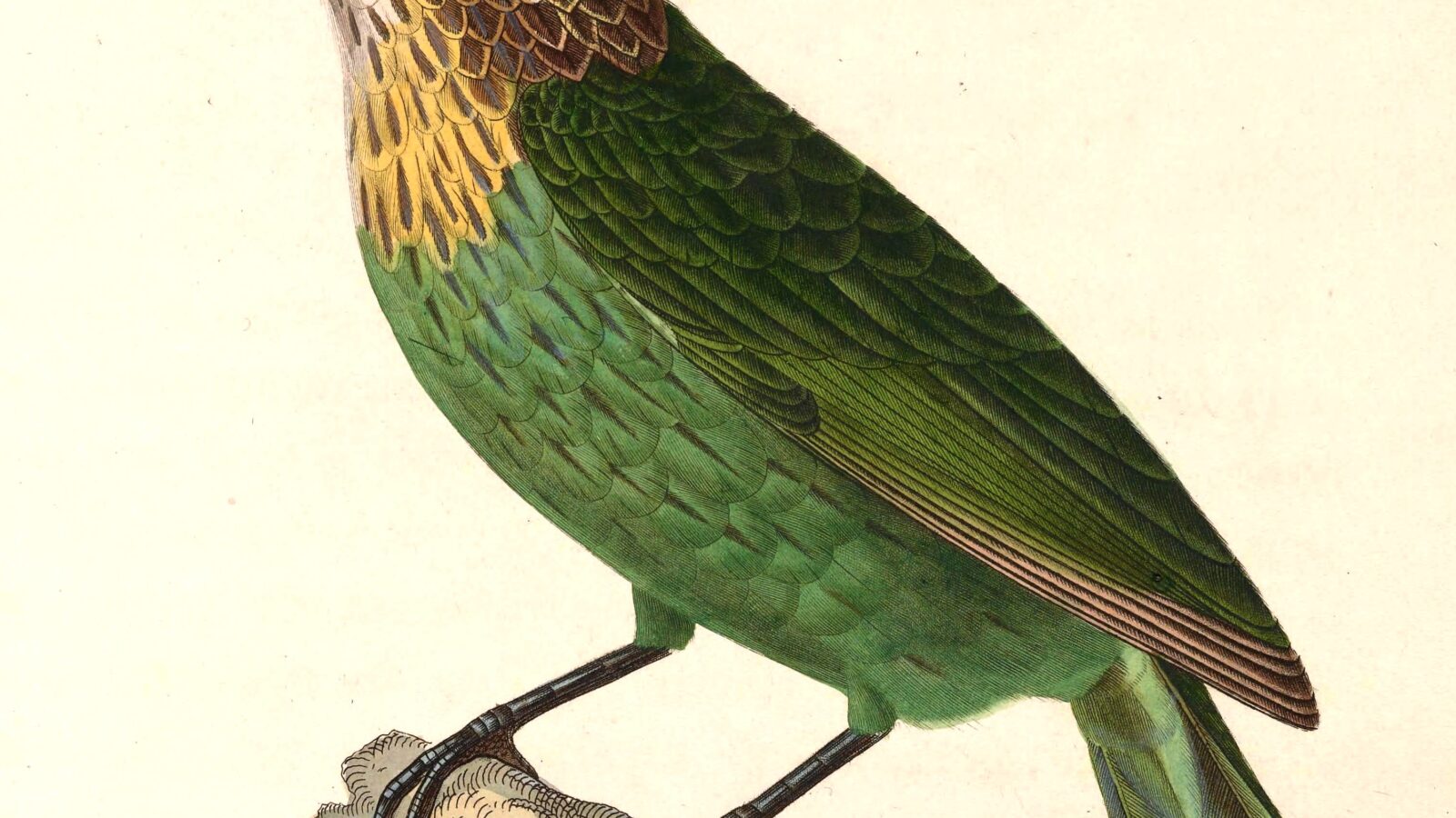 Green-eared Barbet