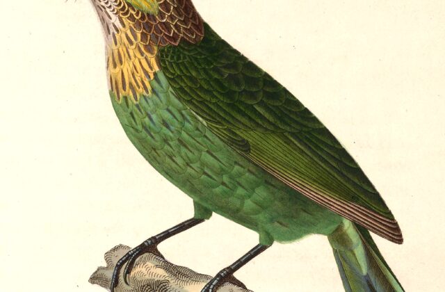 Green-eared Barbet