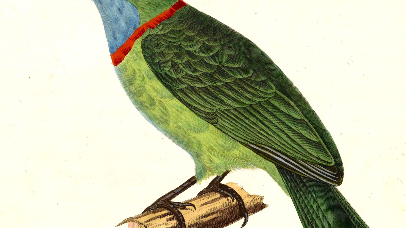 Yellow-crowned Barbet