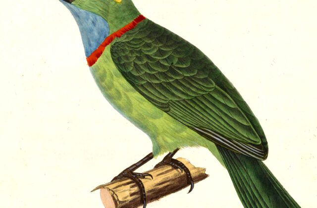 Yellow-crowned Barbet