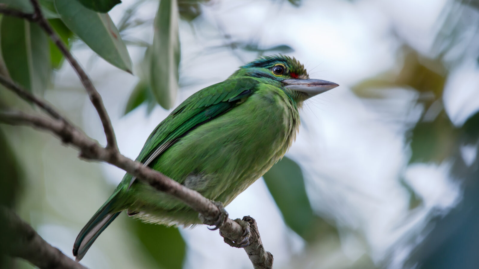 Moustached Barbet