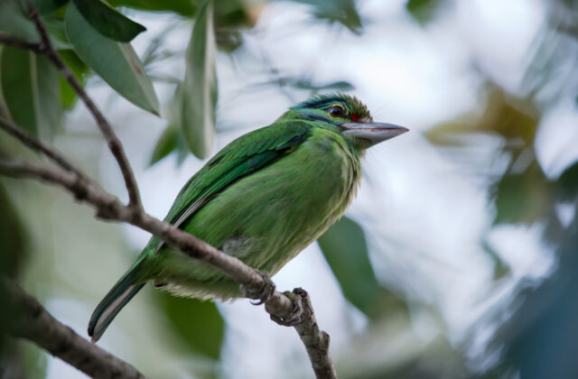 Moustached Barbet