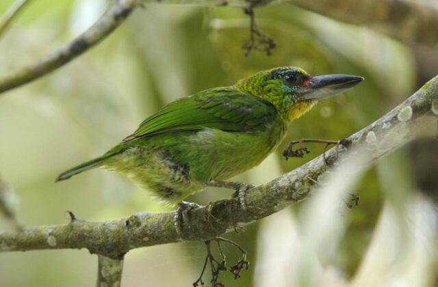 Red-throated Barbet