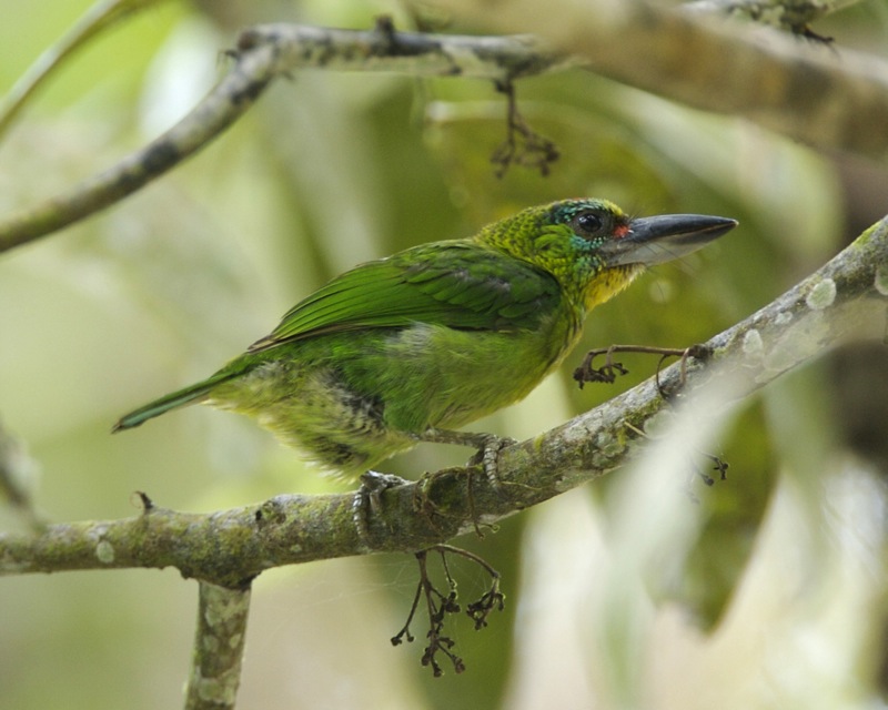 Red-throated Barbet