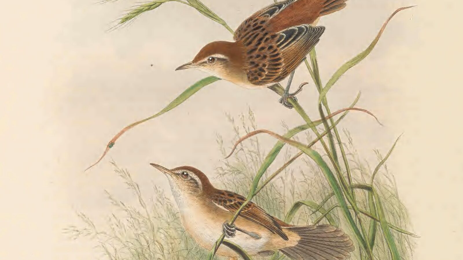 Fly River Grassbird