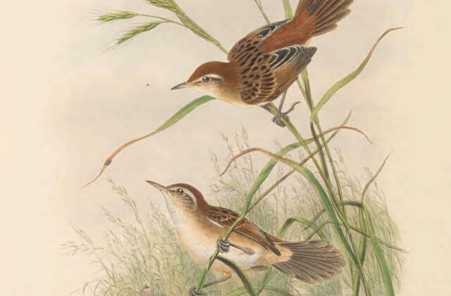 Fly River Grassbird