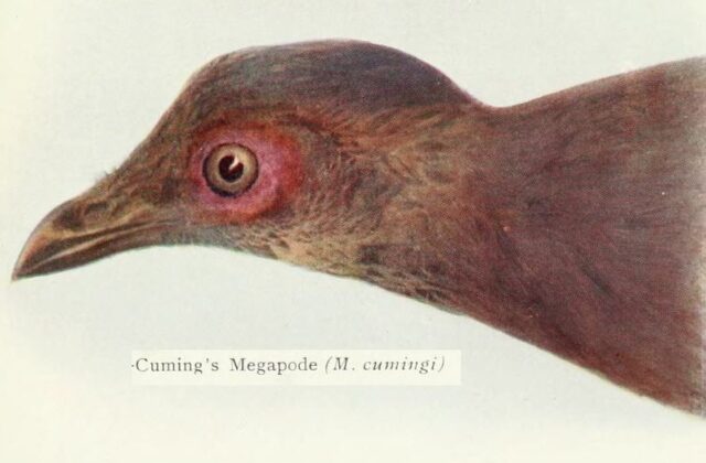 Philippine Megapode