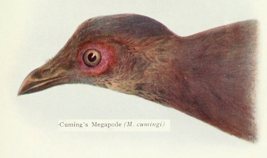 Philippine Megapode