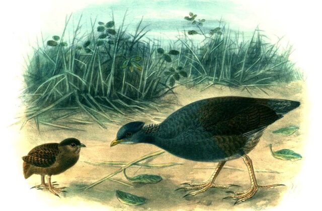 Tongan Megapode