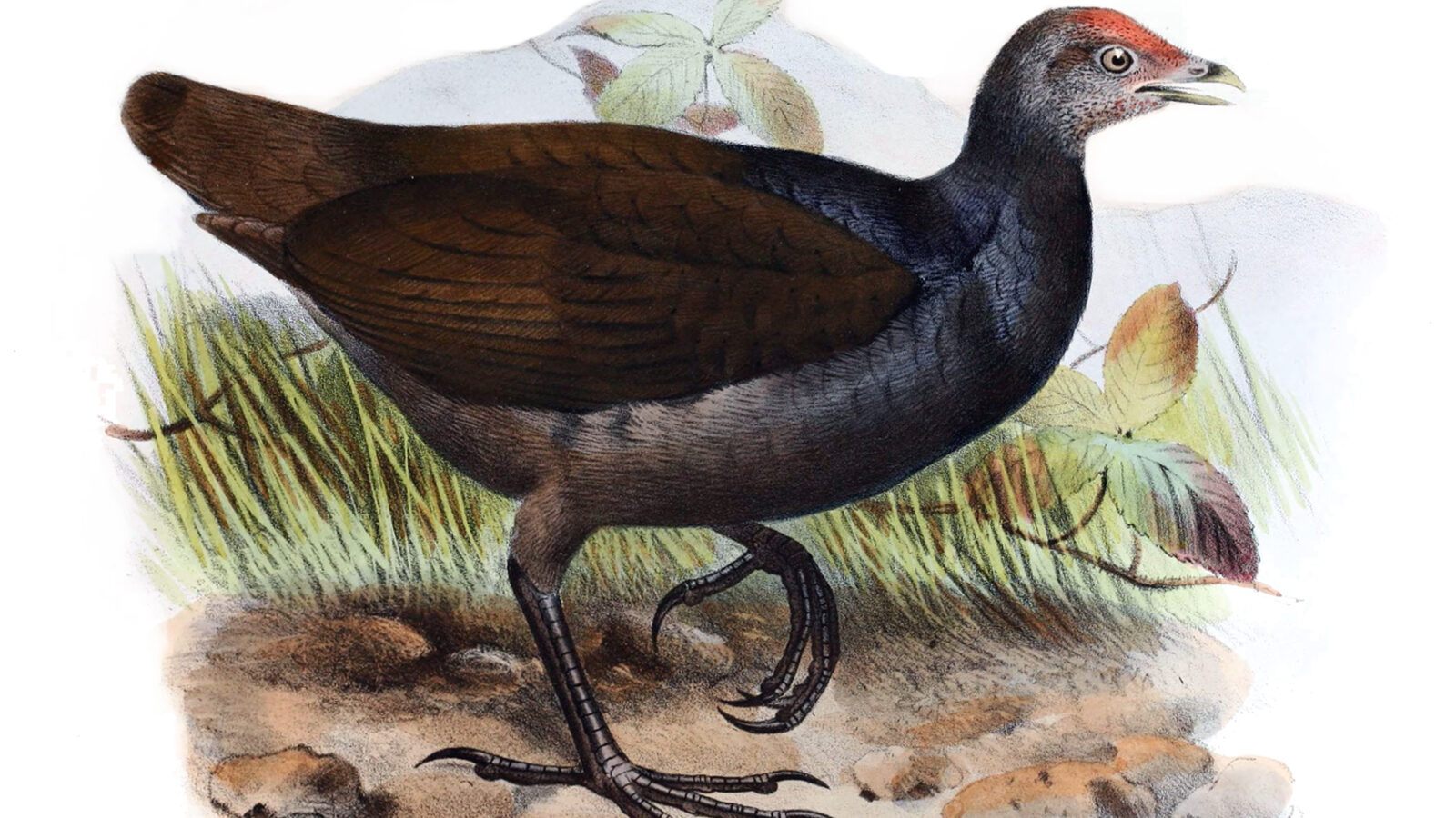 Melanesian Megapode