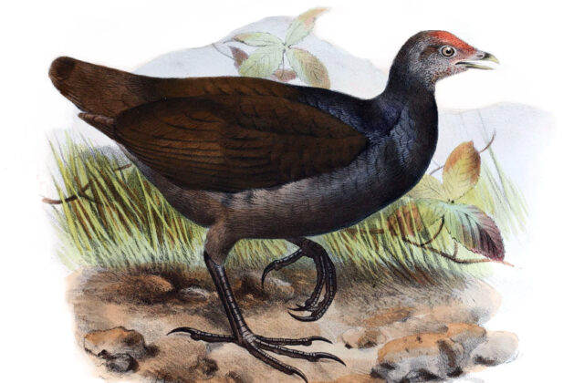 Melanesian Megapode