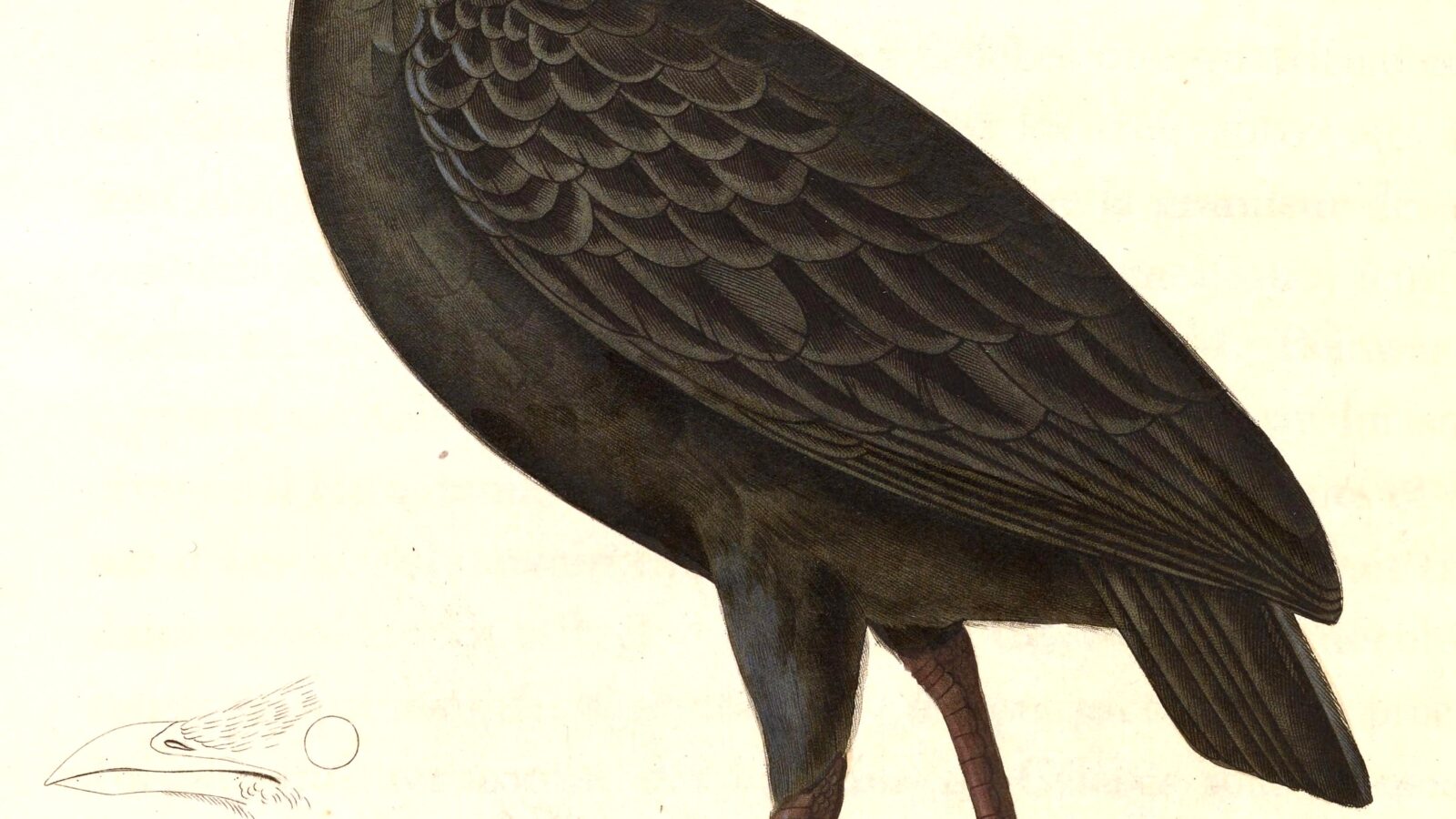 Dusky Megapode