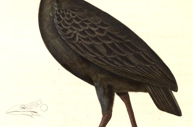 Dusky Megapode