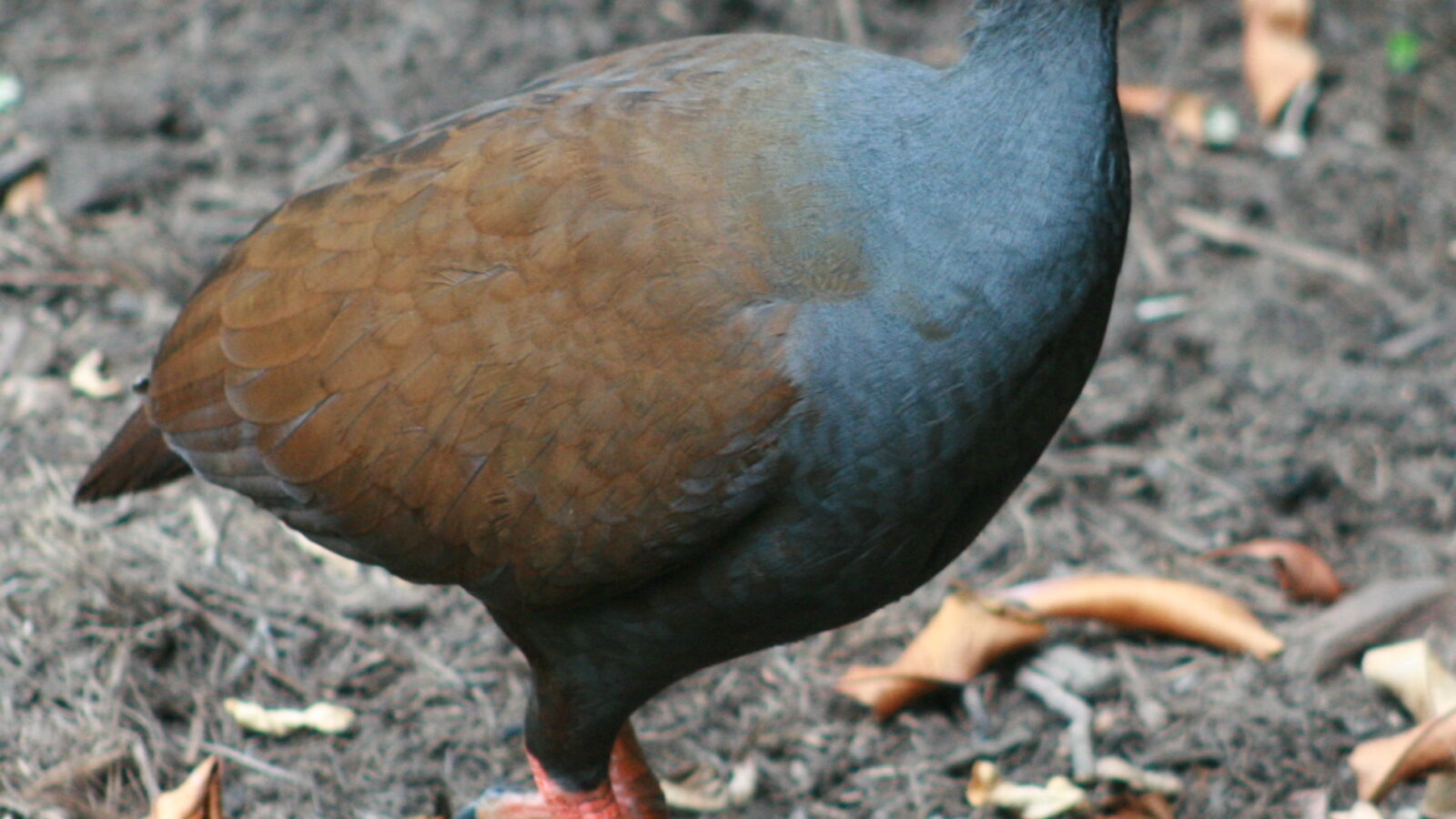 Orange-footed Scrubfowl