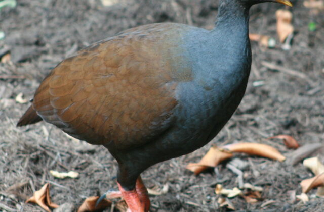 Orange-footed Scrubfowl