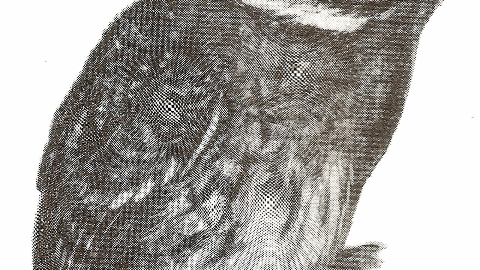 White-throated Screech Owl