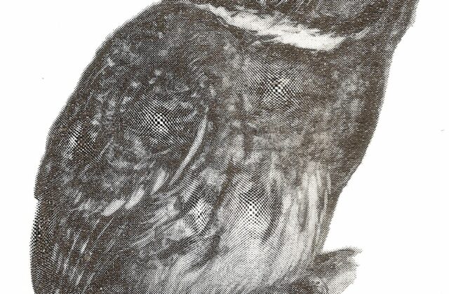 White-throated Screech Owl