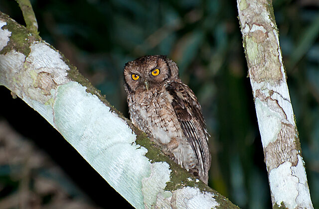 Black-capped Screech Owl
