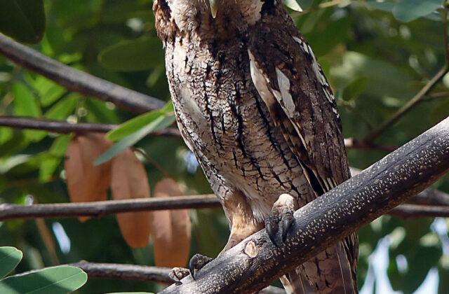 Tropical Screech Owl