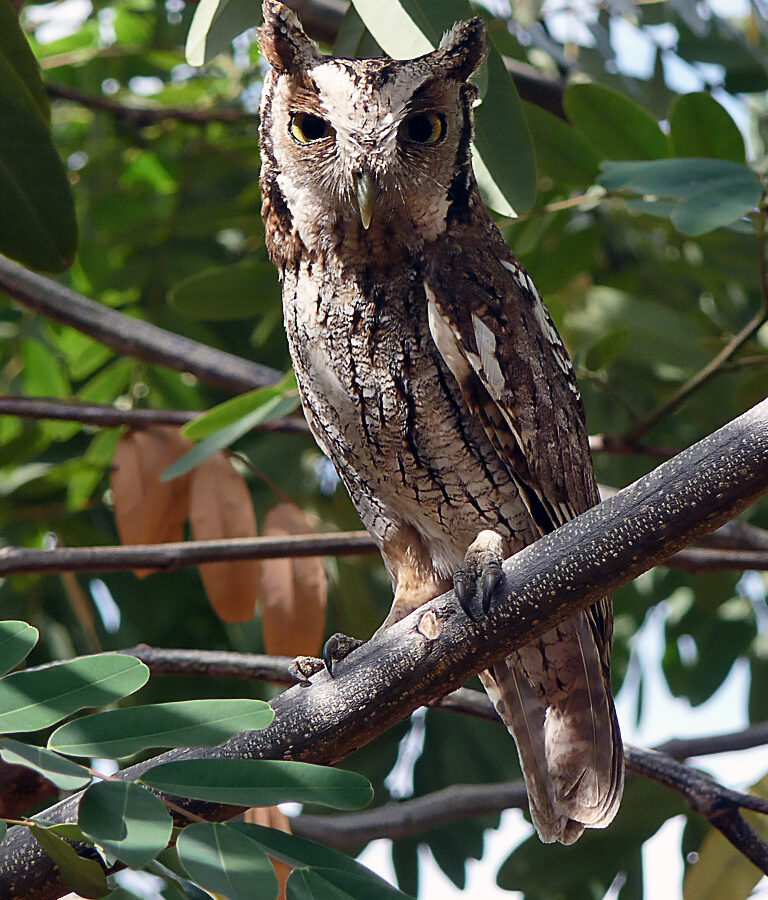 Tropical Screech Owl