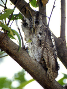 Pacific Screech Owl
