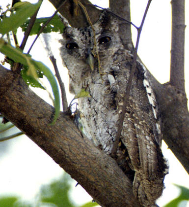 Pacific Screech Owl