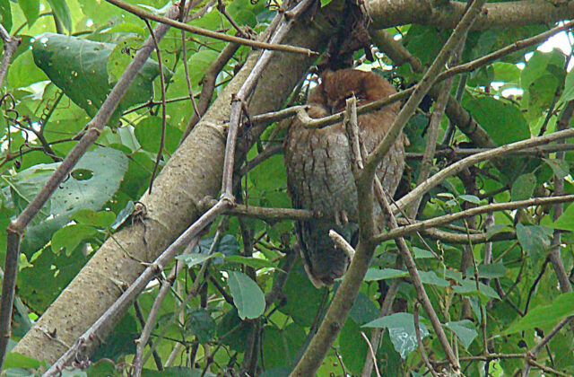 Santa Marta Screech Owl