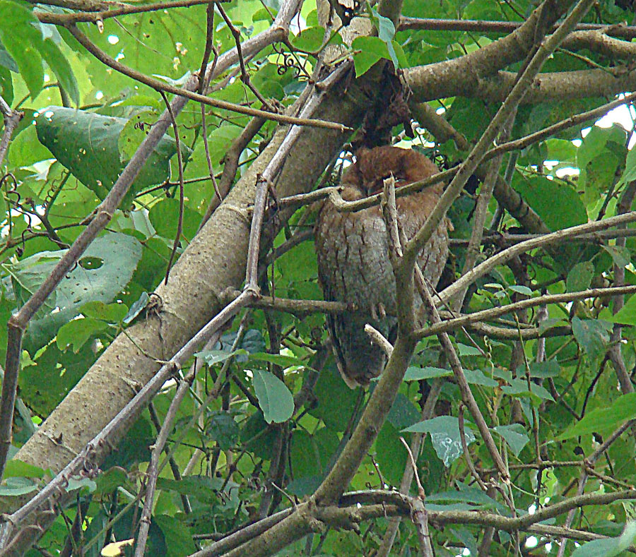 Santa Marta Screech Owl