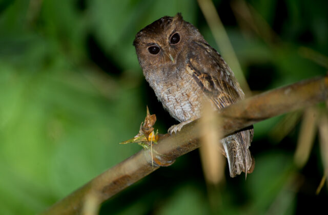 Rufescent Screech Owl
