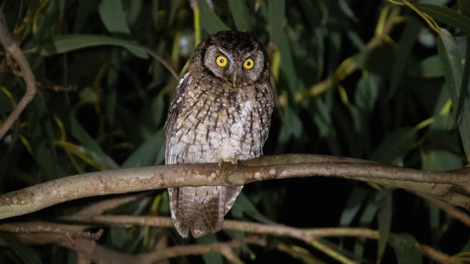 Koepcke’s Screech Owl