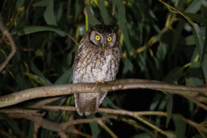 Koepcke’s Screech Owl