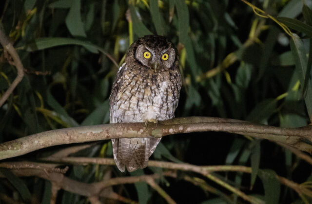 Koepcke’s Screech Owl