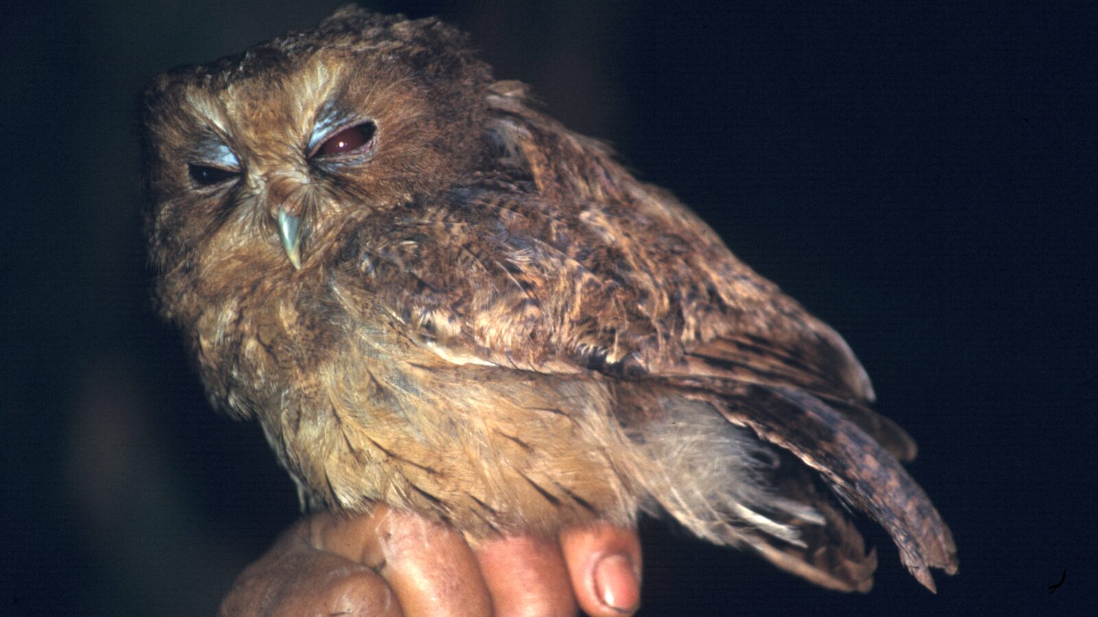 Cinnamon Screech Owl