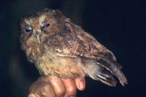 Cinnamon Screech Owl