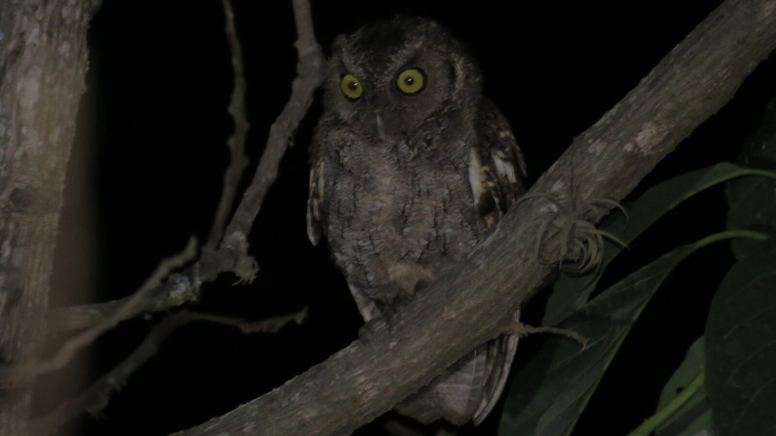 West Peruvian Screech Owl