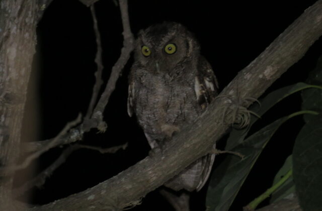 West Peruvian Screech Owl