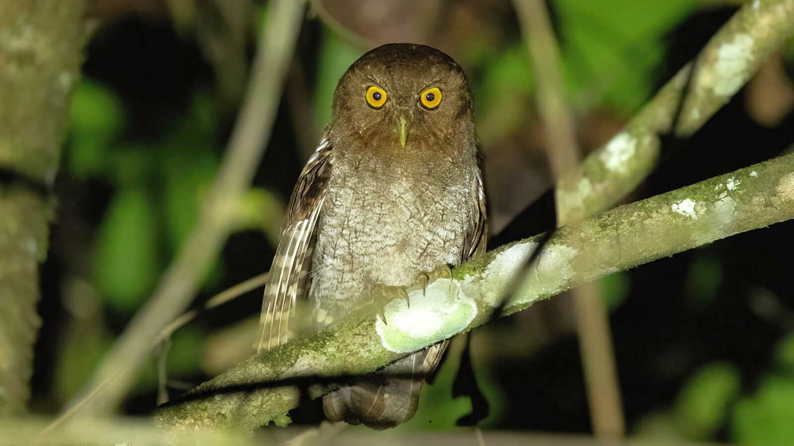 Foothill Screech Owl