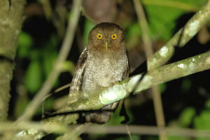 Foothill Screech Owl