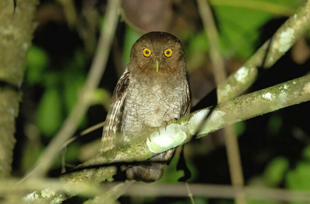 Foothill Screech Owl