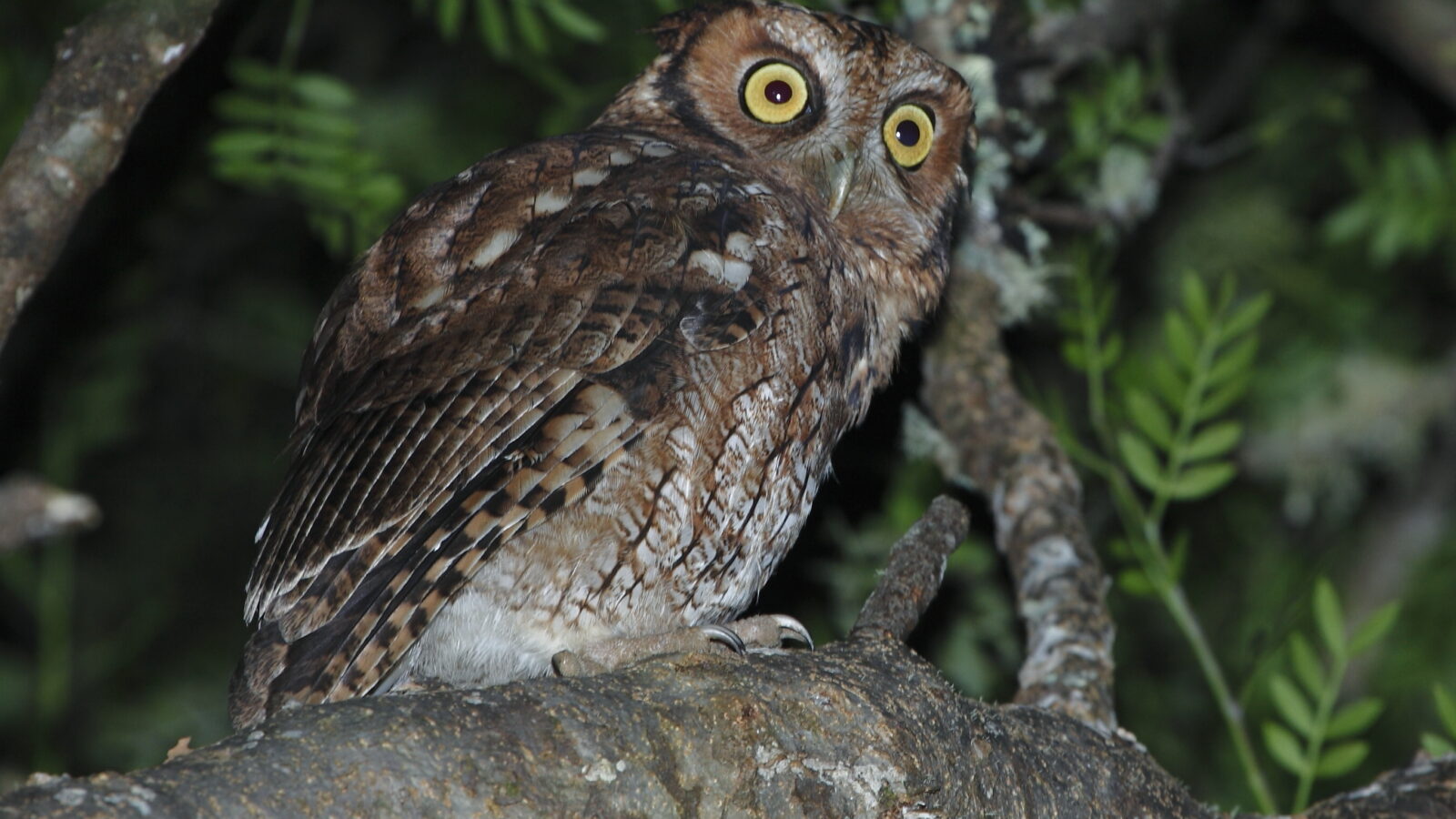 Long-tufted Screech Owl